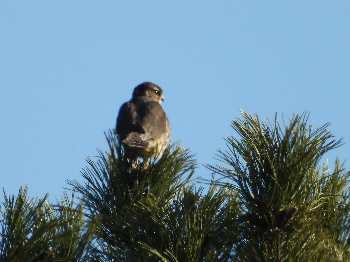 Merlin - ML646550475