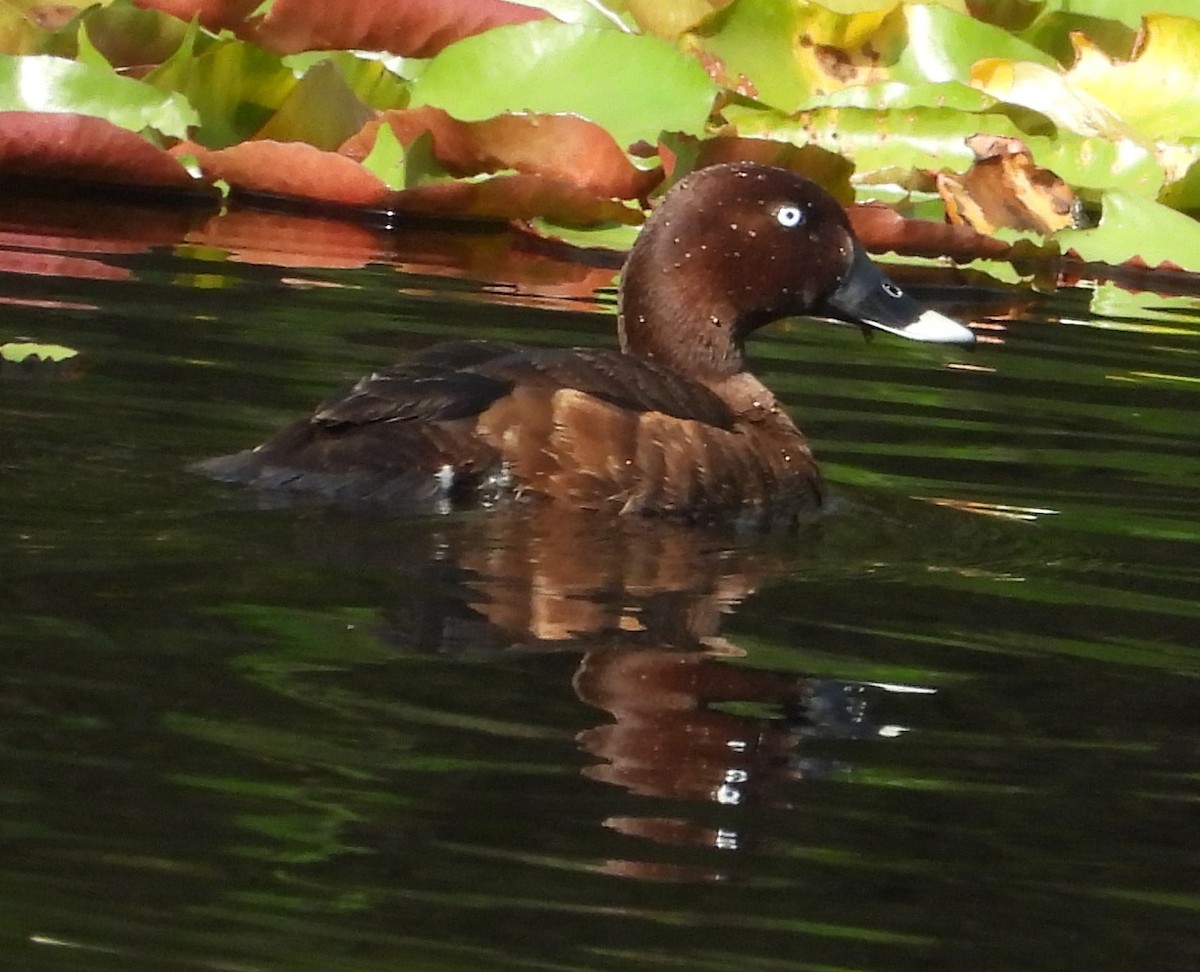 Hardhead - ML646550477