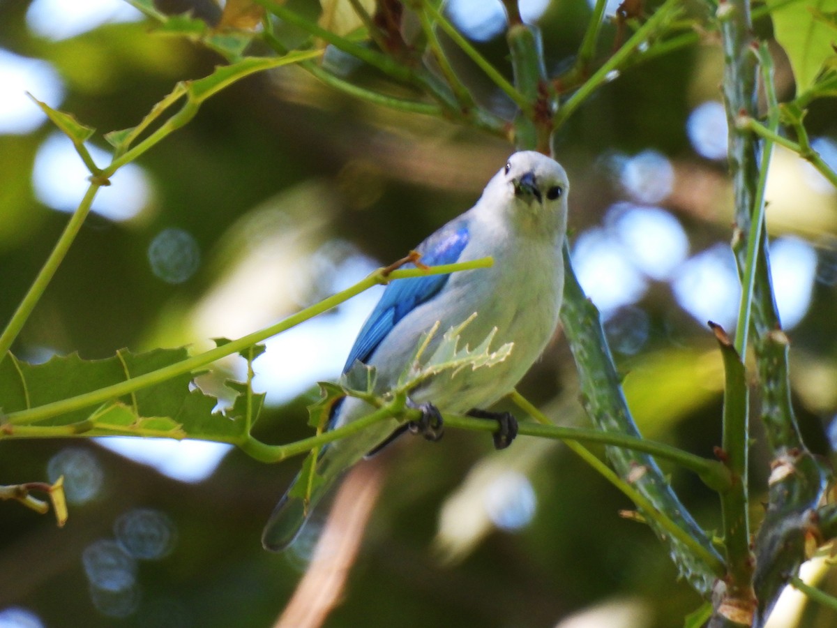 Blue-gray Tanager - ML646550481