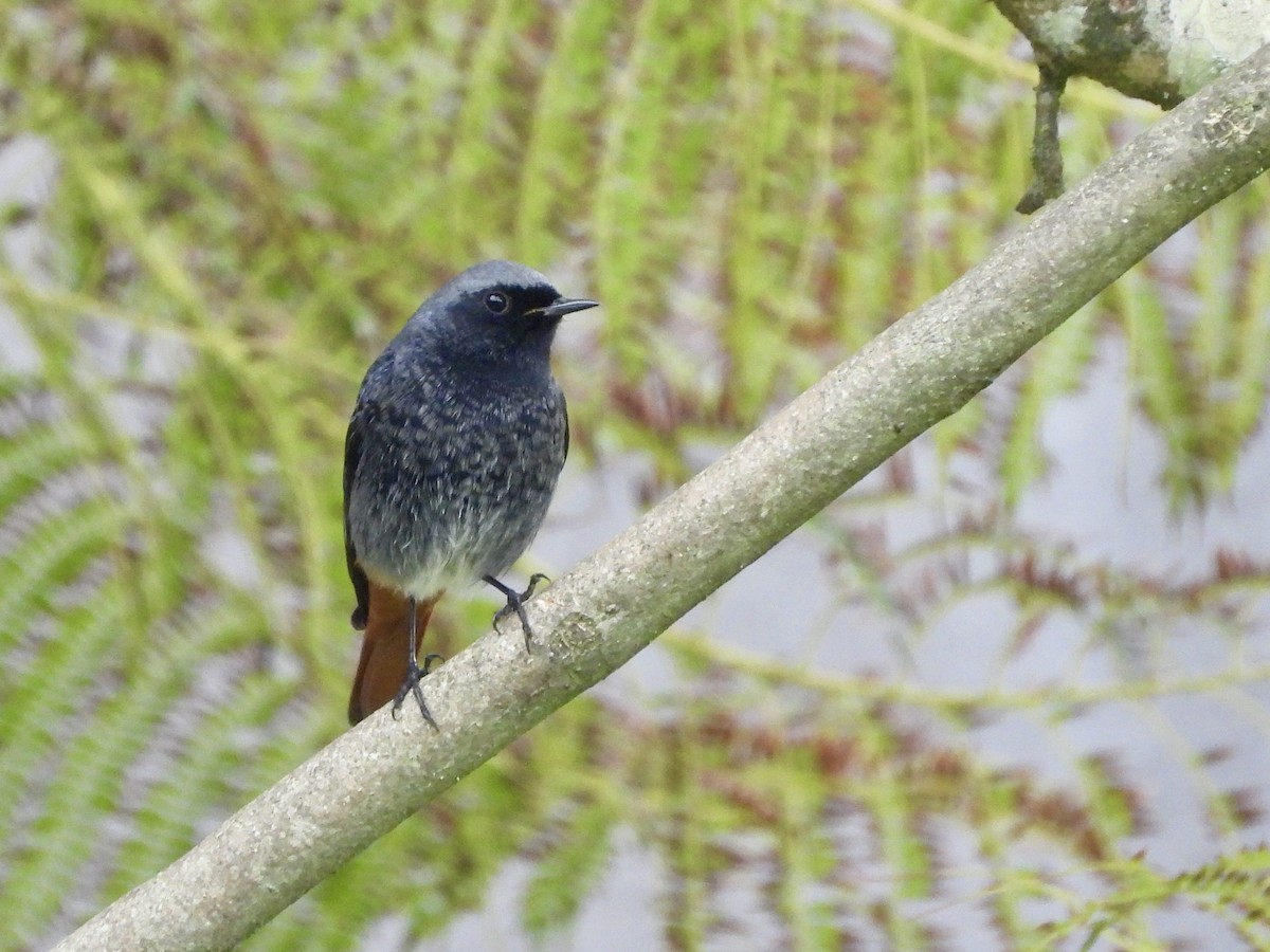 Black Redstart - ML646550484