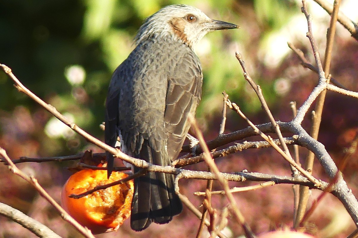 Brown-eared Bulbul - ML646550487