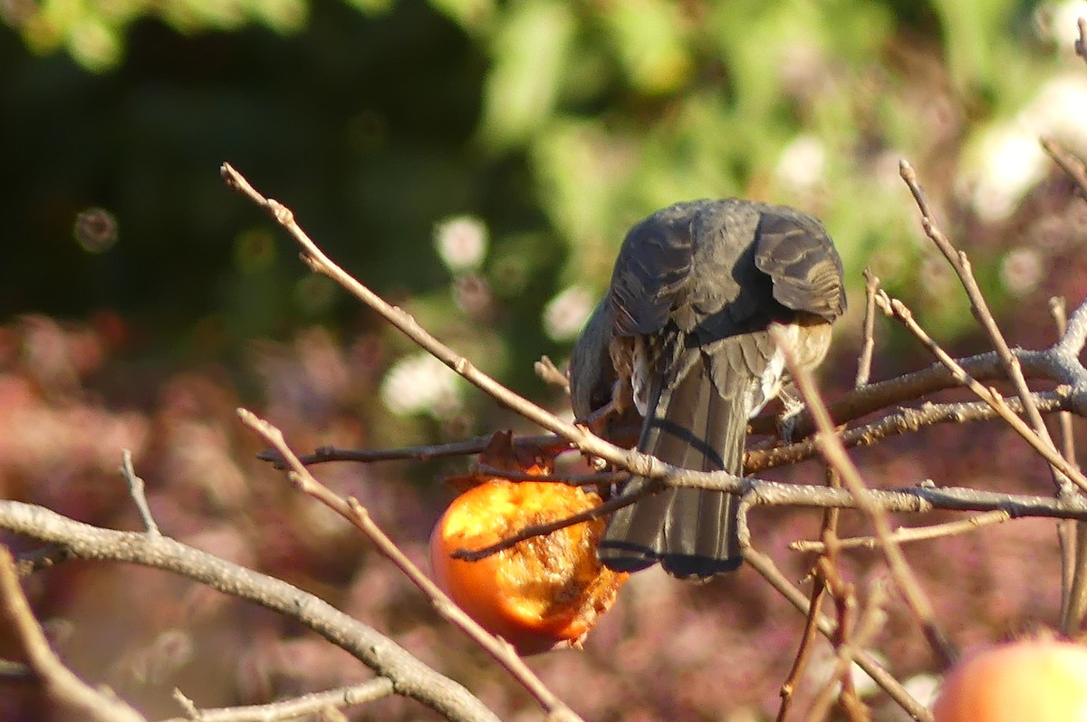 Brown-eared Bulbul - ML646550488