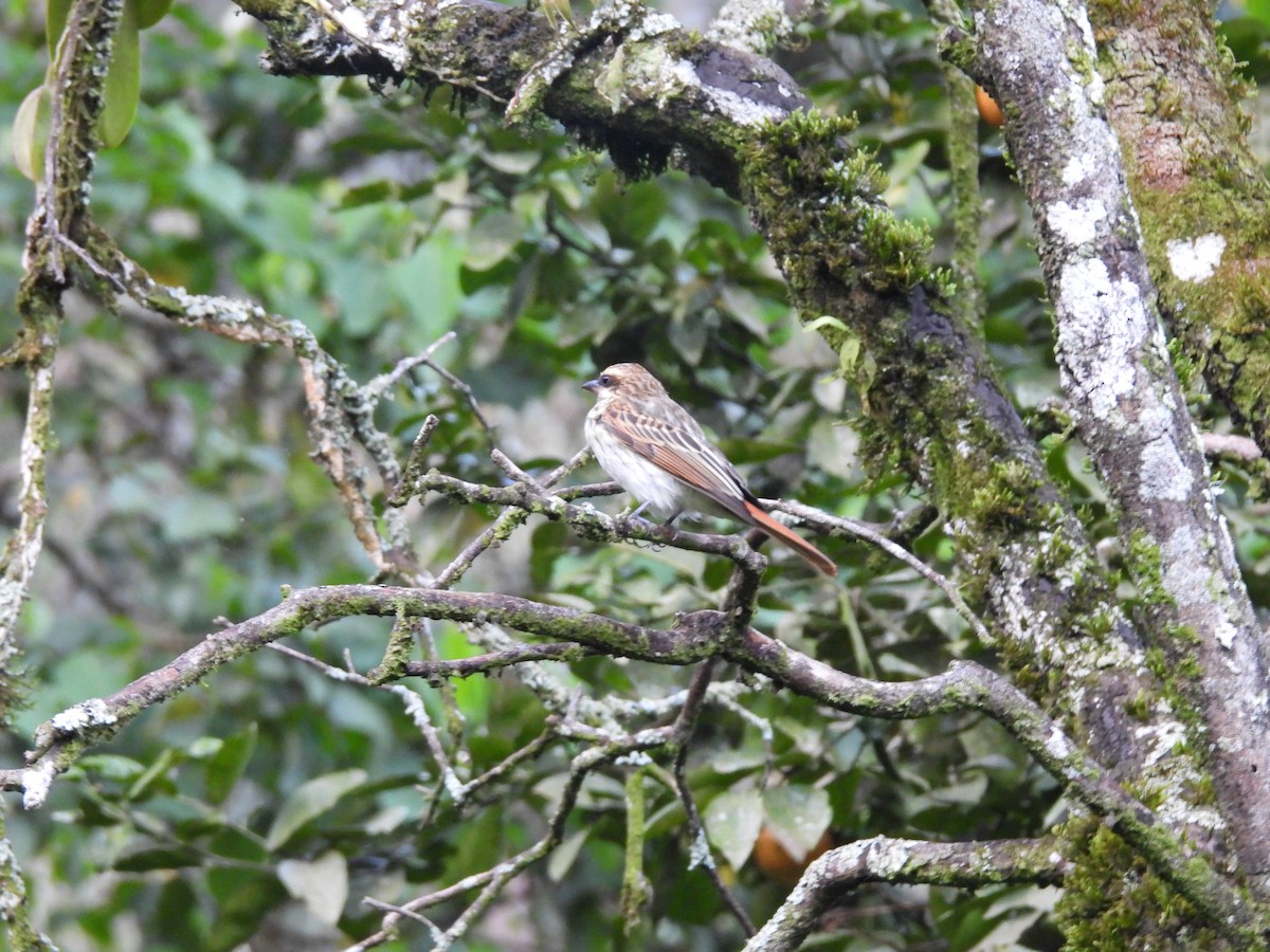 Streaked Flycatcher - ML646550494