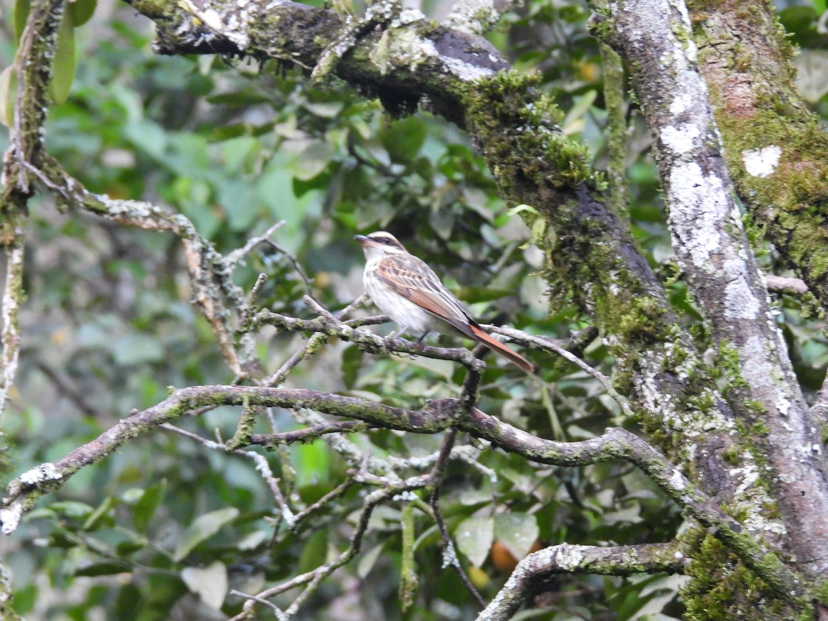 Streaked Flycatcher - ML646550495