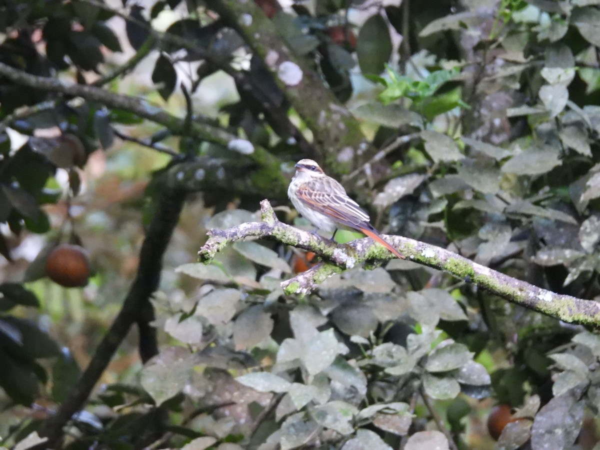 Streaked Flycatcher - ML646550496