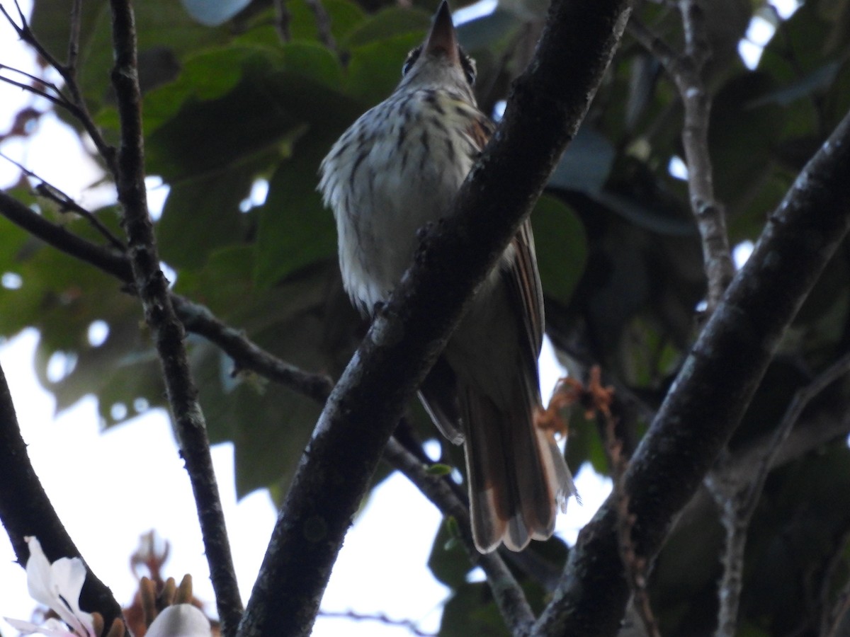 Streaked Flycatcher - ML646550497