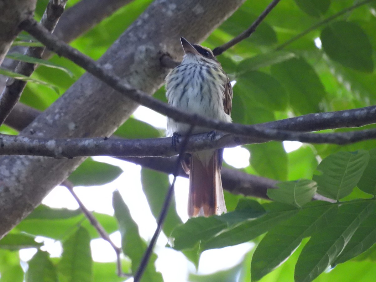 Streaked Flycatcher - ML646550498