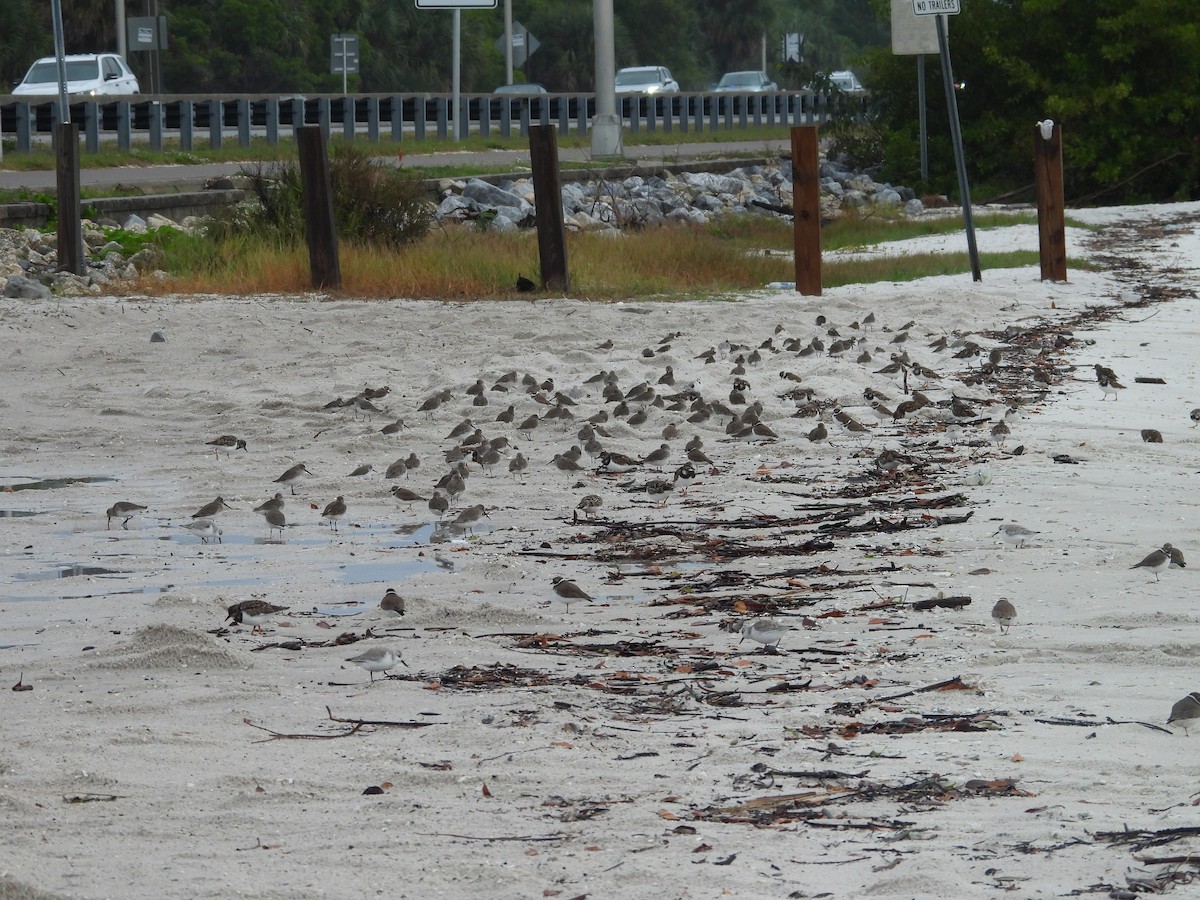 kulík kanadský - ML646550499