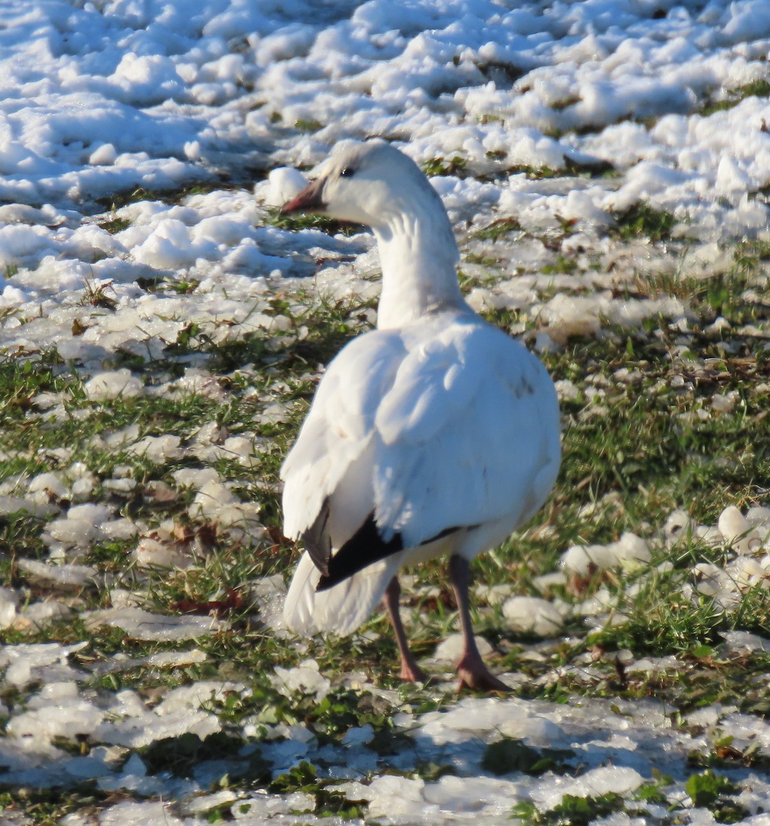 Ross's Goose - ML646550506