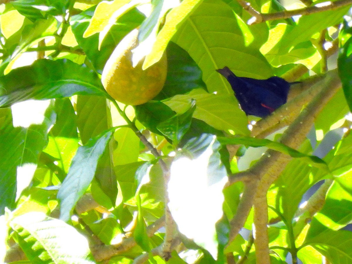 Red-legged Honeycreeper - ML646550507