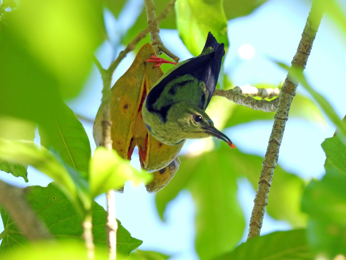 Red-legged Honeycreeper - ML646550508