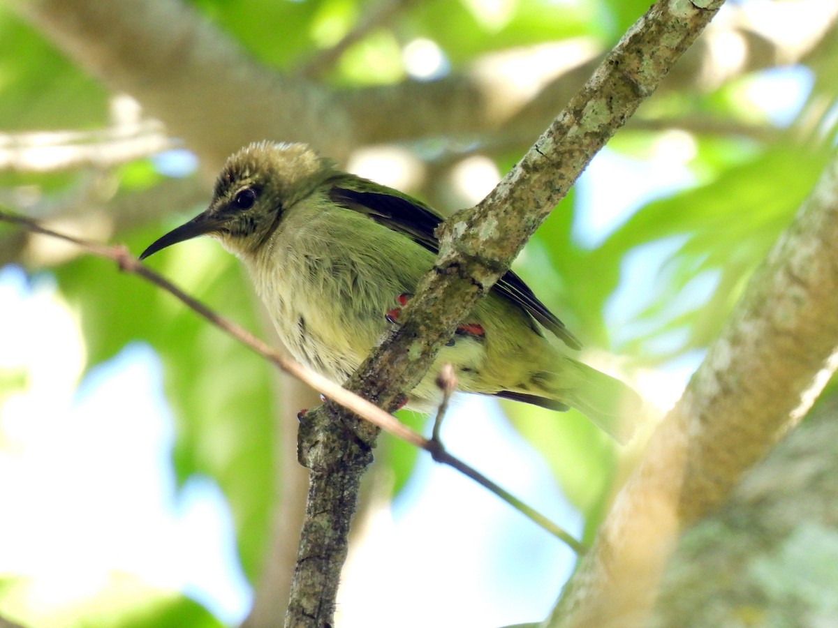 Red-legged Honeycreeper - ML646550510