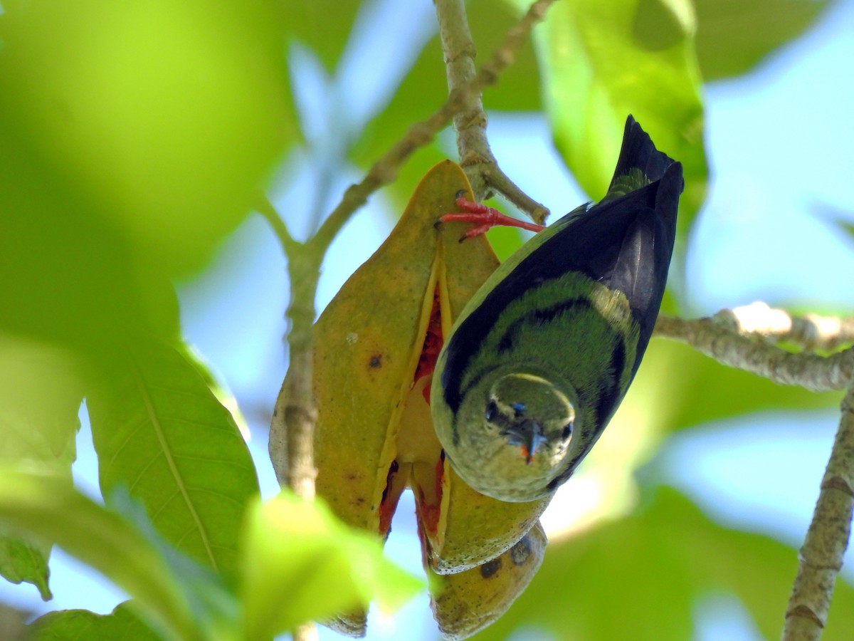 Red-legged Honeycreeper - ML646550511