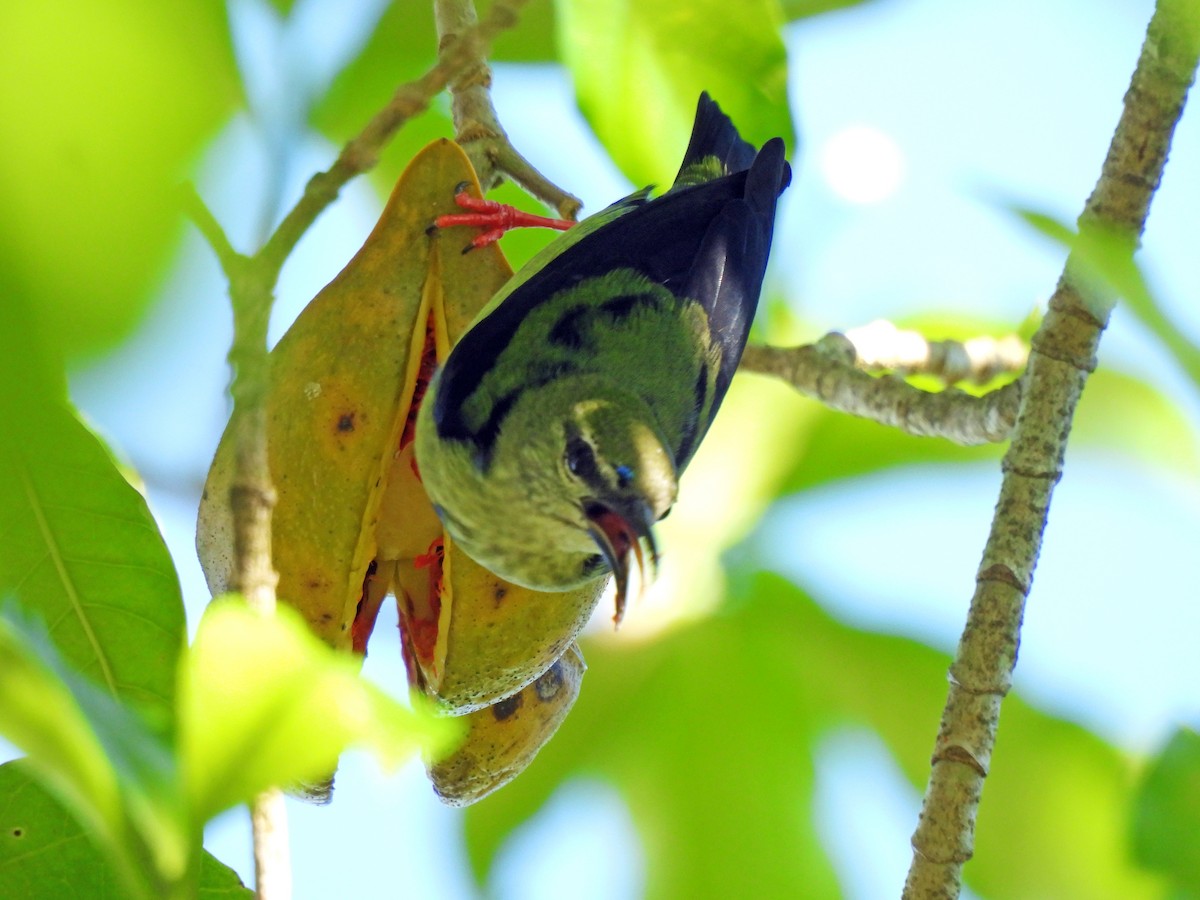 Red-legged Honeycreeper - ML646550512