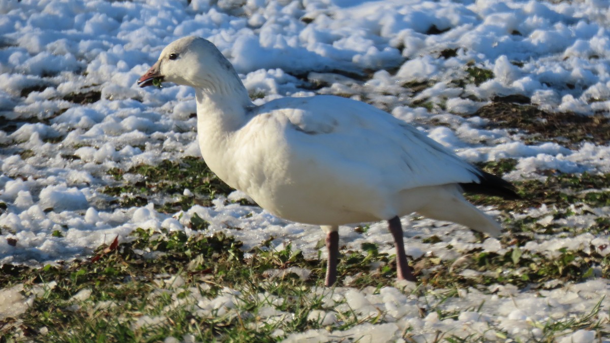 Ross's Goose - ML646550513