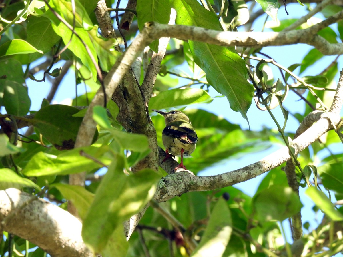 Red-legged Honeycreeper - ML646550514