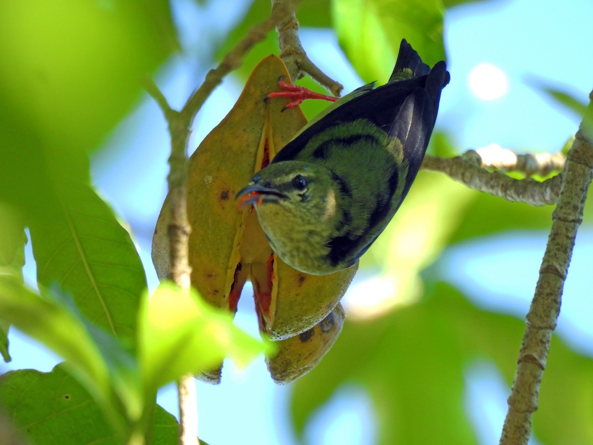 Red-legged Honeycreeper - ML646550515