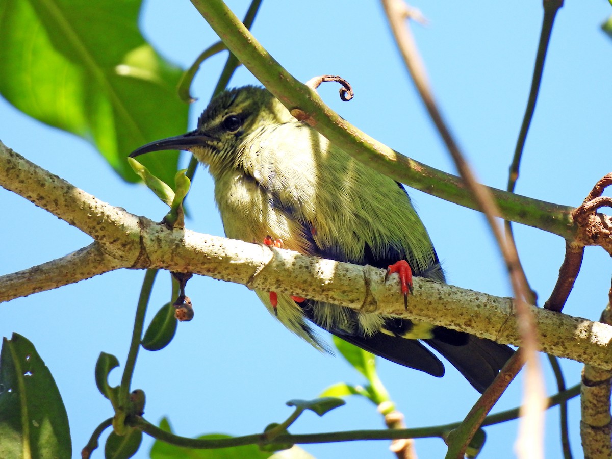 Red-legged Honeycreeper - ML646550516