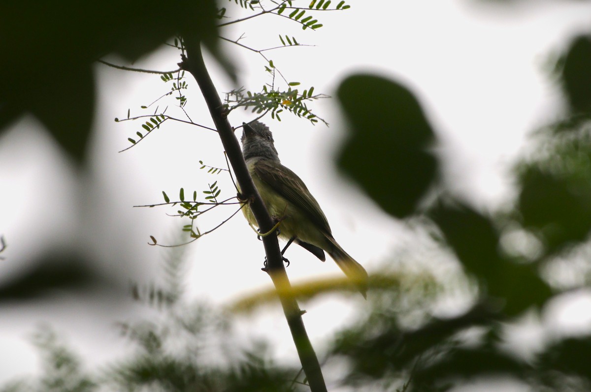 Sooty-crowned Flycatcher - ML646550519