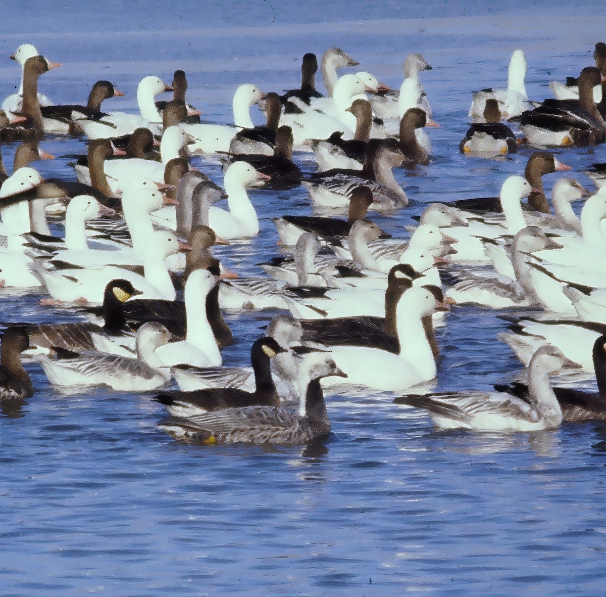 Казарка мала - ML646550520