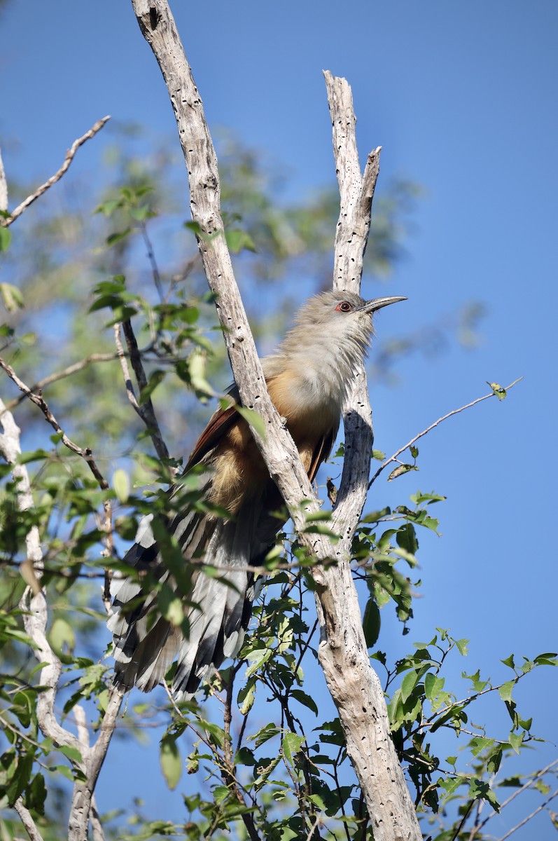 Great Lizard-Cuckoo - ML646550523