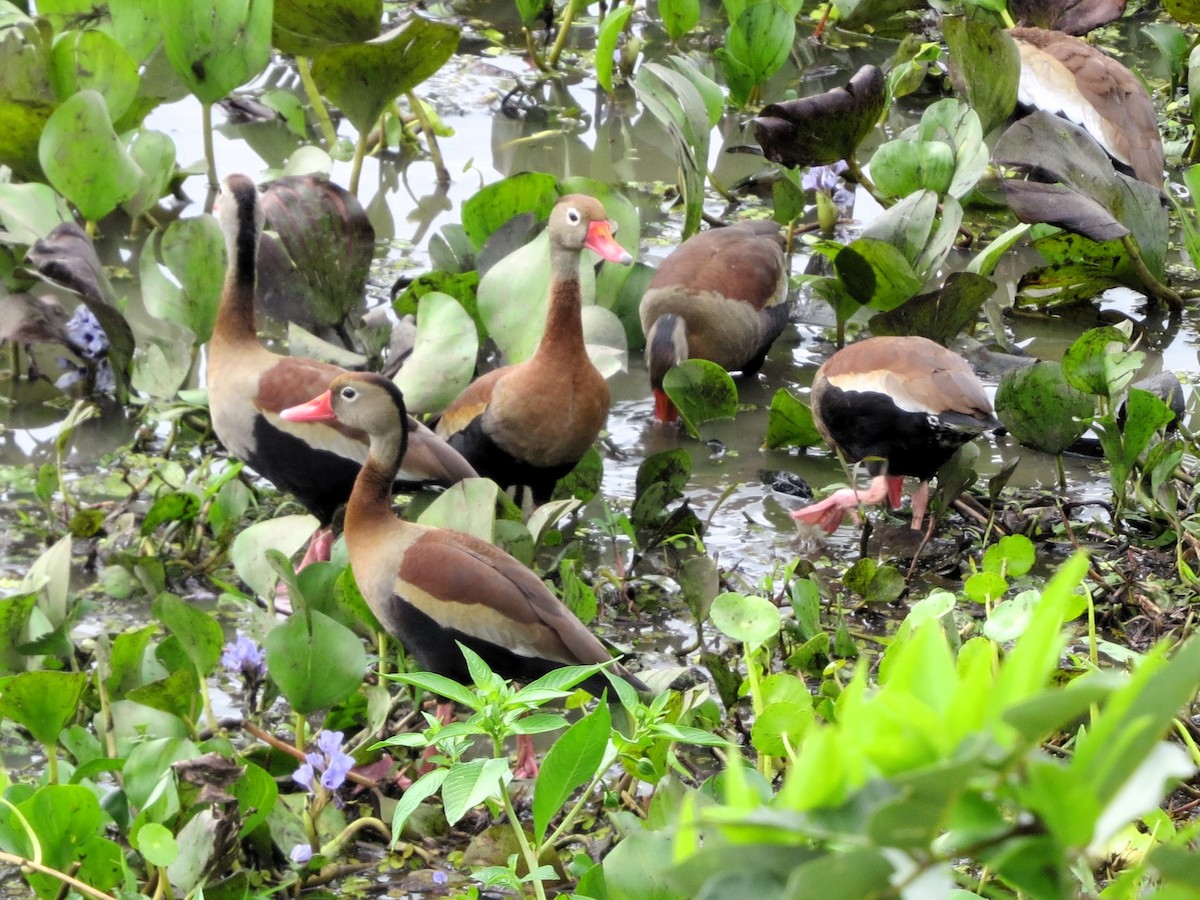 Black-bellied Whistling-Duck - ML646550524