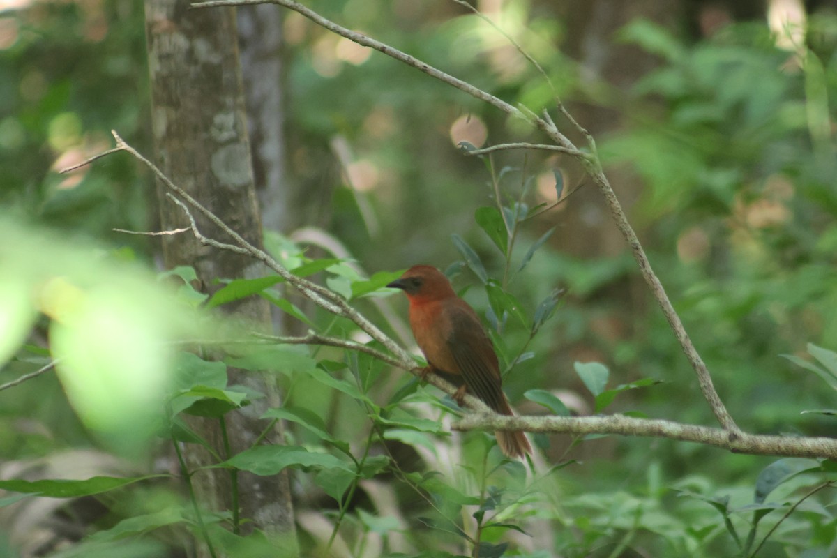 Red-throated Ant-Tanager - ML646550526