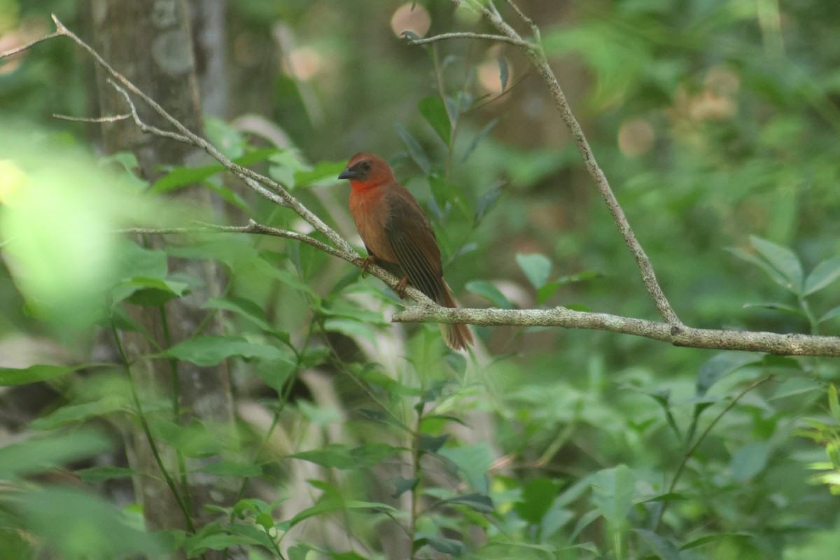Red-throated Ant-Tanager - ML646550527