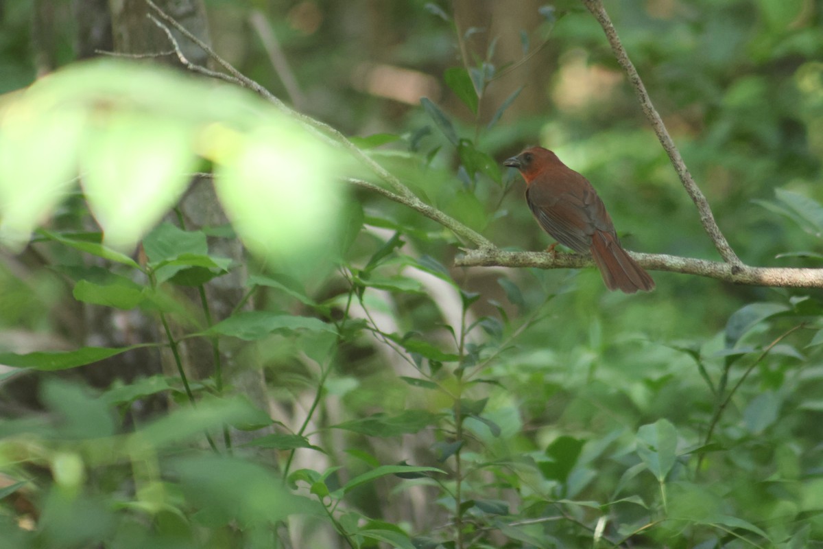 Red-throated Ant-Tanager - ML646550528