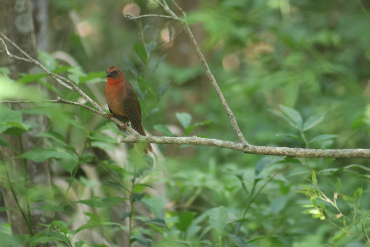 Red-throated Ant-Tanager - ML646550530