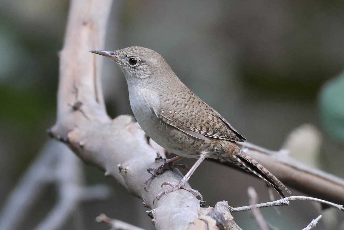 Northern House Wren - ML646550531
