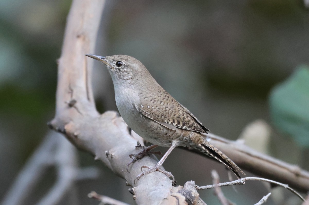 Northern House Wren - ML646550532