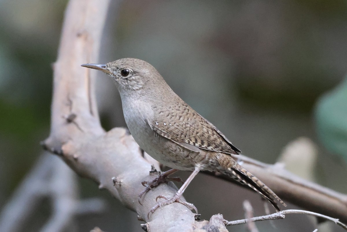Northern House Wren - ML646550533
