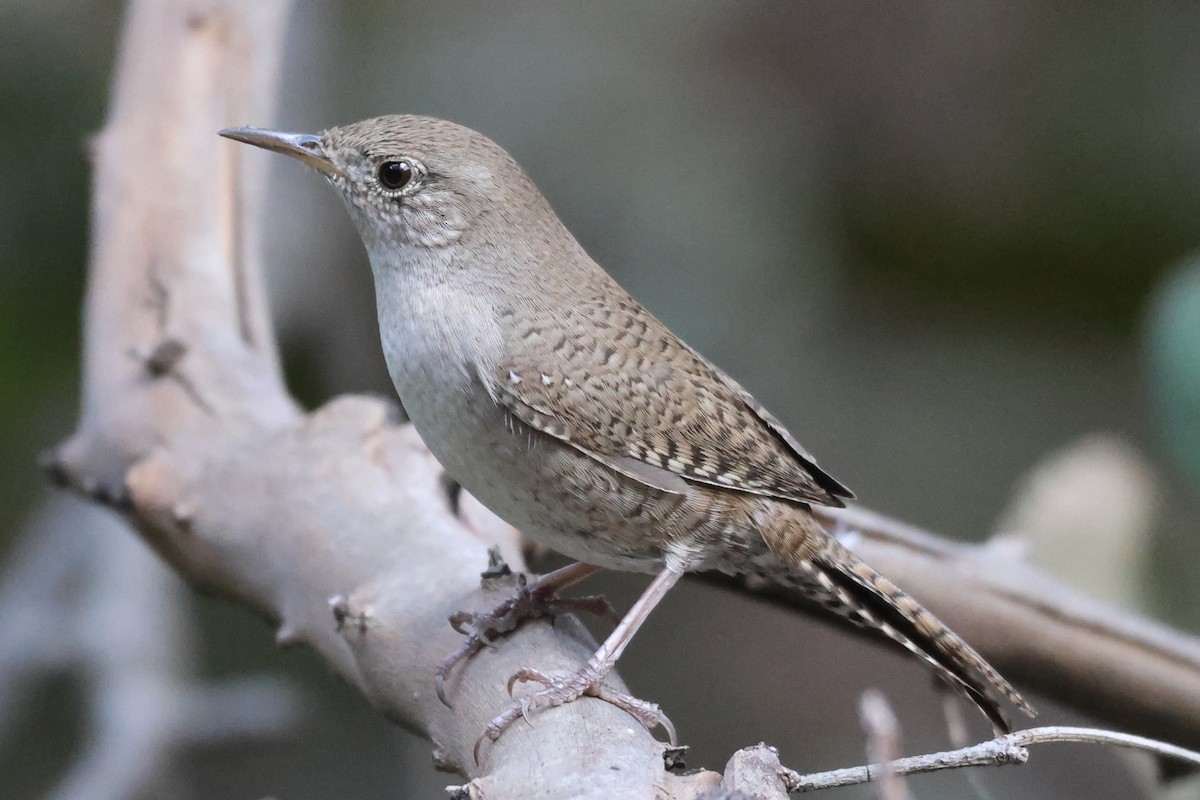 Northern House Wren - ML646550534