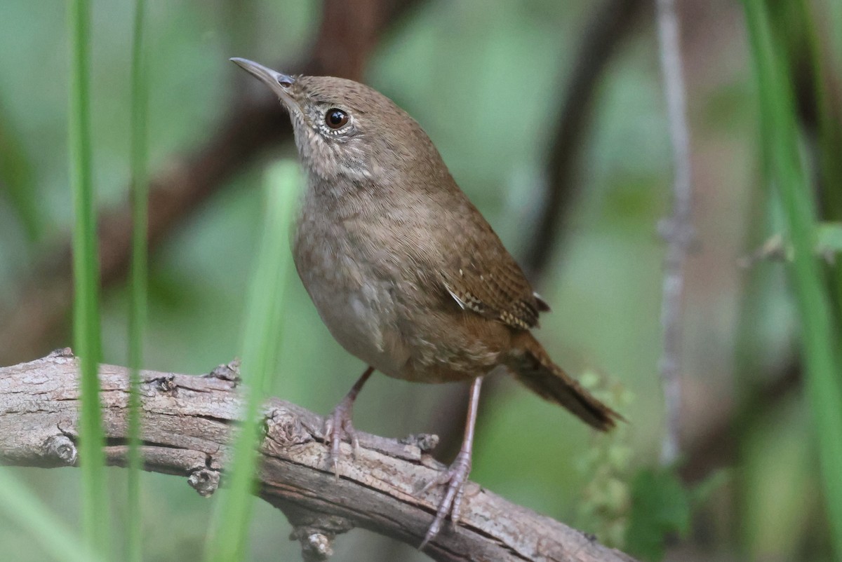 Northern House Wren - ML646550535