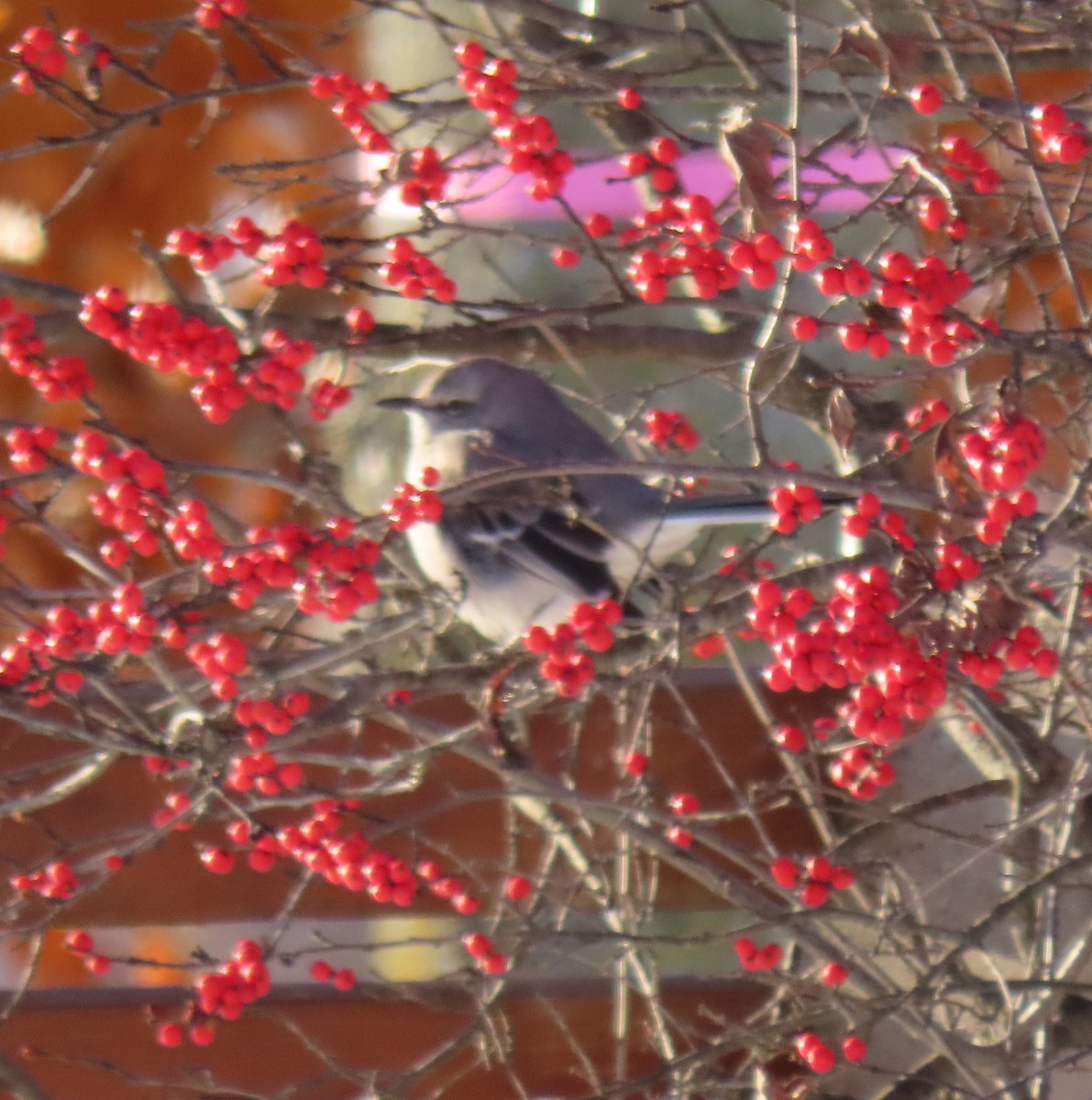 Northern Mockingbird - ML646550536