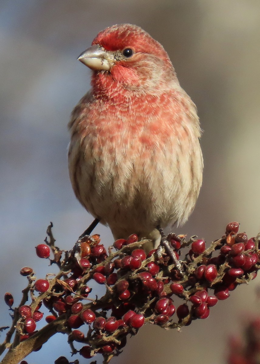 Ev Çütresi - ML646550539