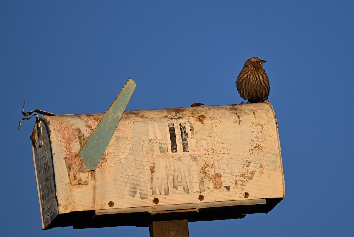 Red-winged Blackbird - ML646550540