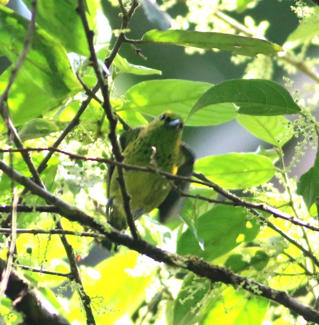 Yellow-bellied Tanager - ML646550541