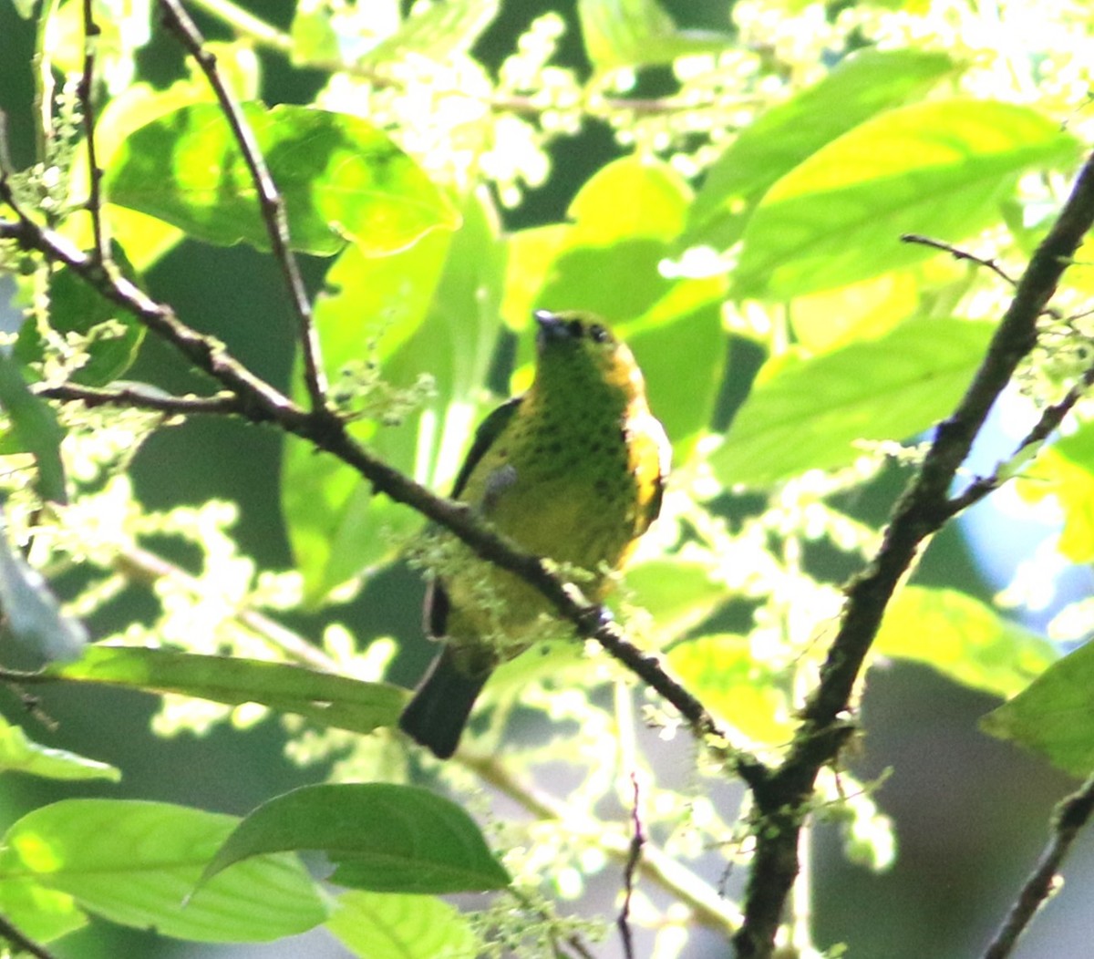 Yellow-bellied Tanager - ML646550542