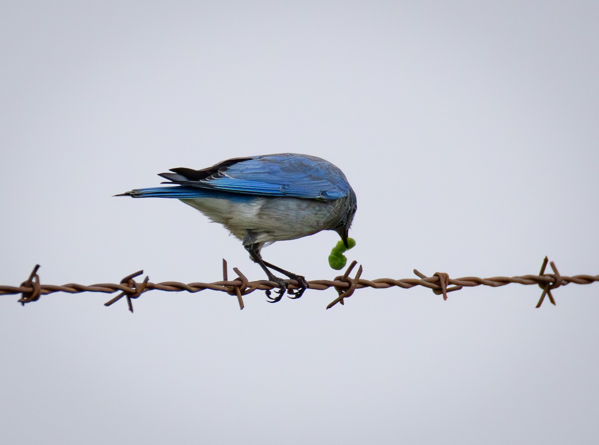 Mountain Bluebird - ML646550544