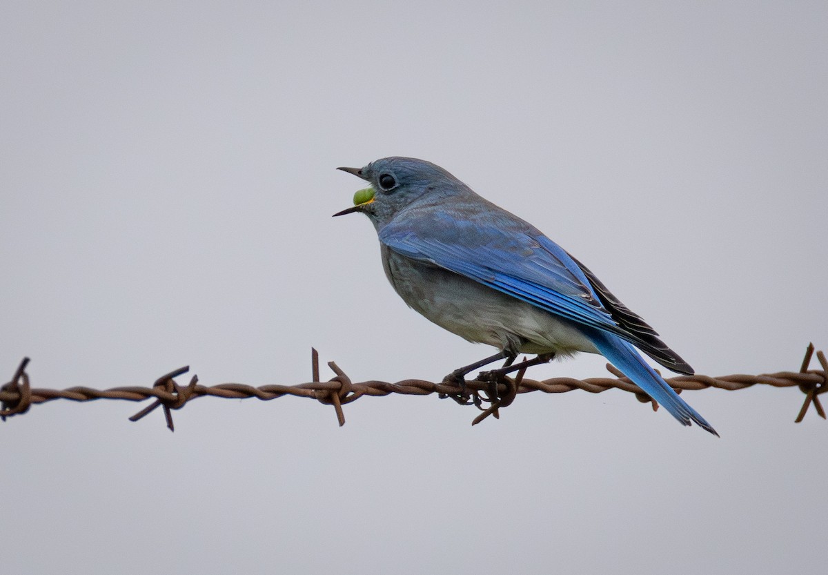 Mountain Bluebird - ML646550545