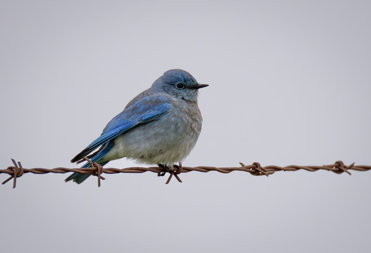 Mountain Bluebird - ML646550546