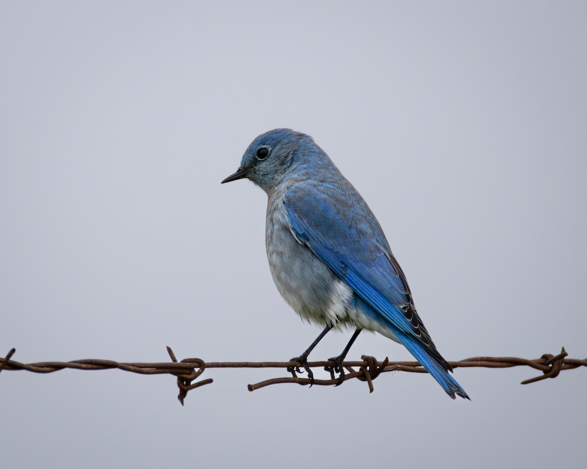 Mountain Bluebird - ML646550547