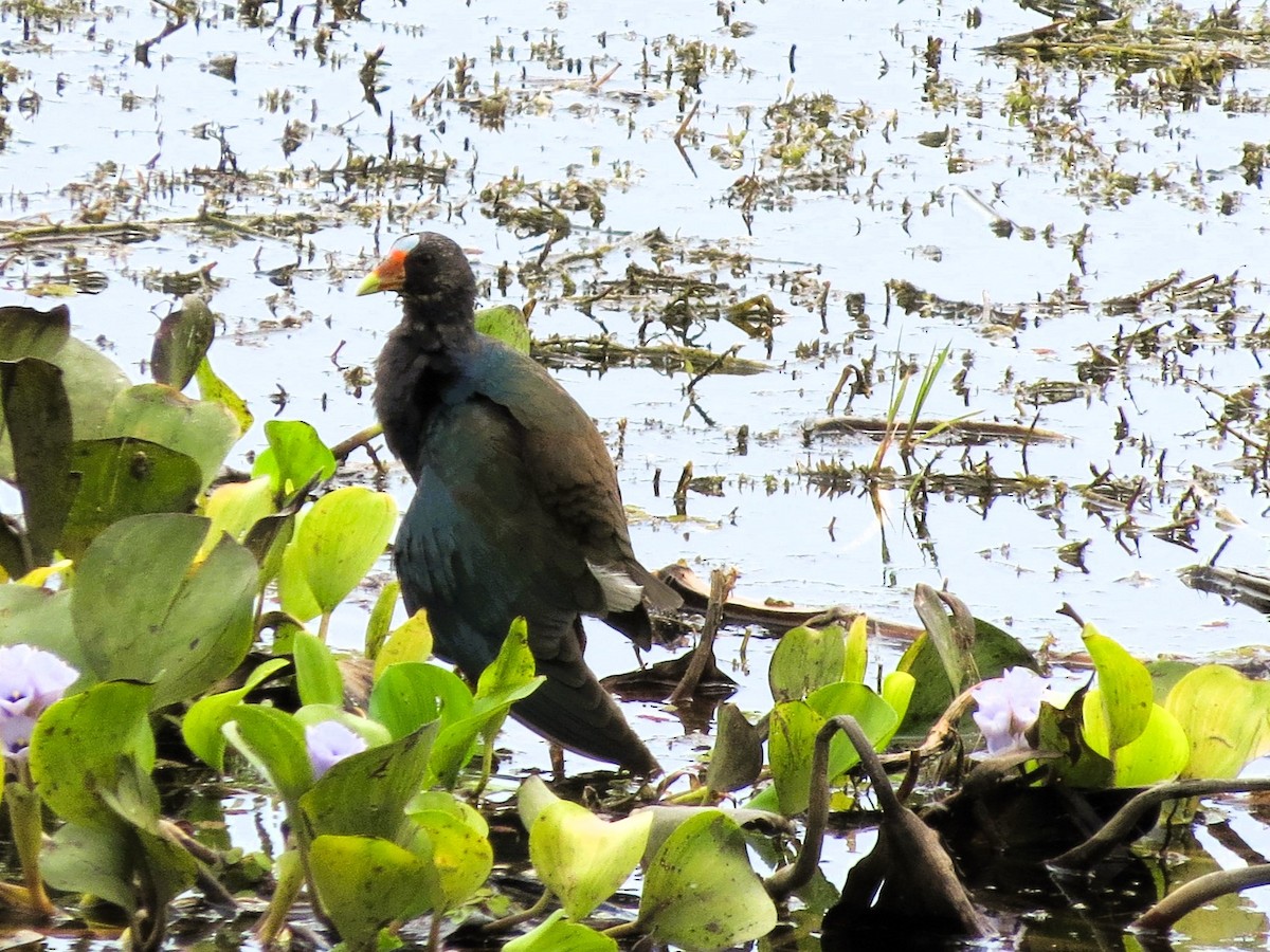 Purple Gallinule - ML646550548