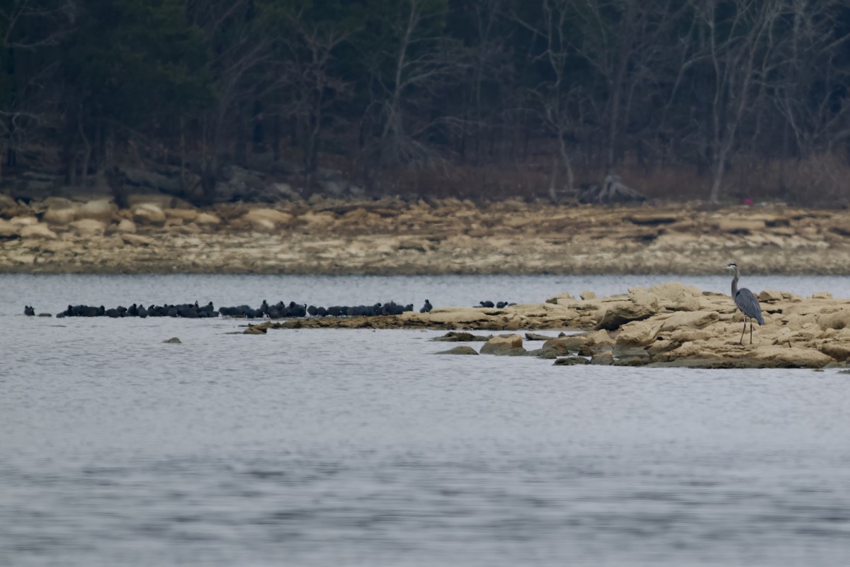 American Coot - ML646550549