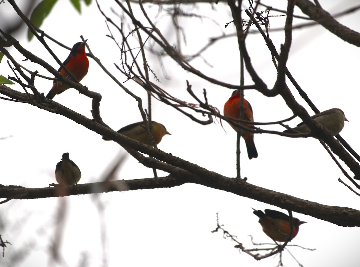 Crimson-breasted Finch - ML646550550