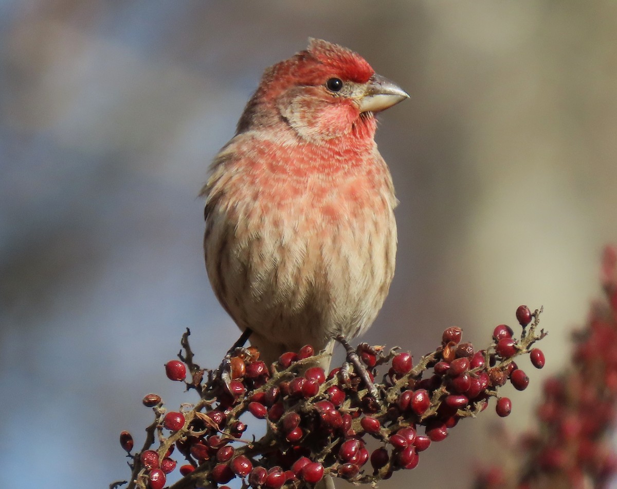 Ev Çütresi - ML646550551