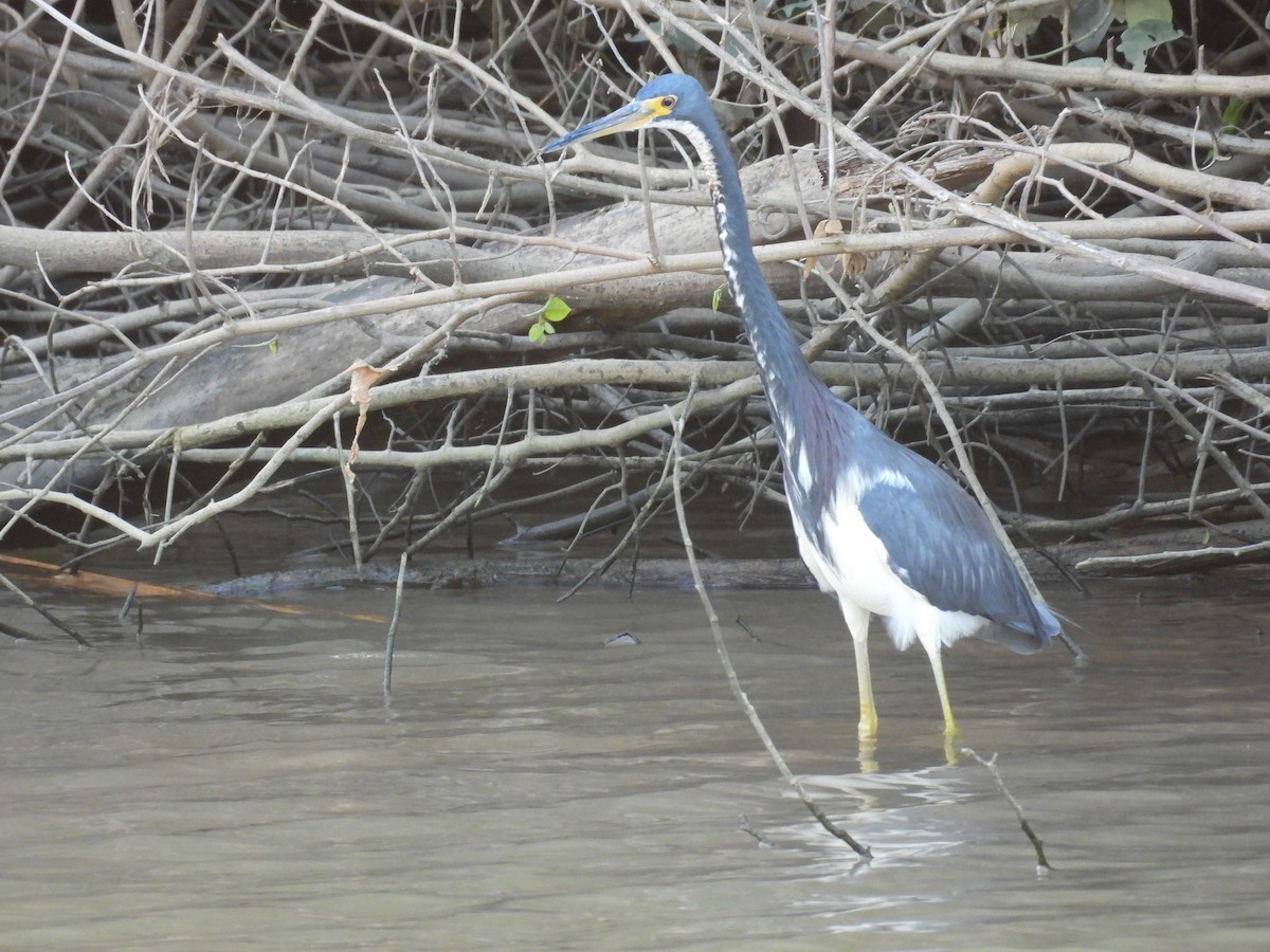 Tricolored Heron - ML646550552