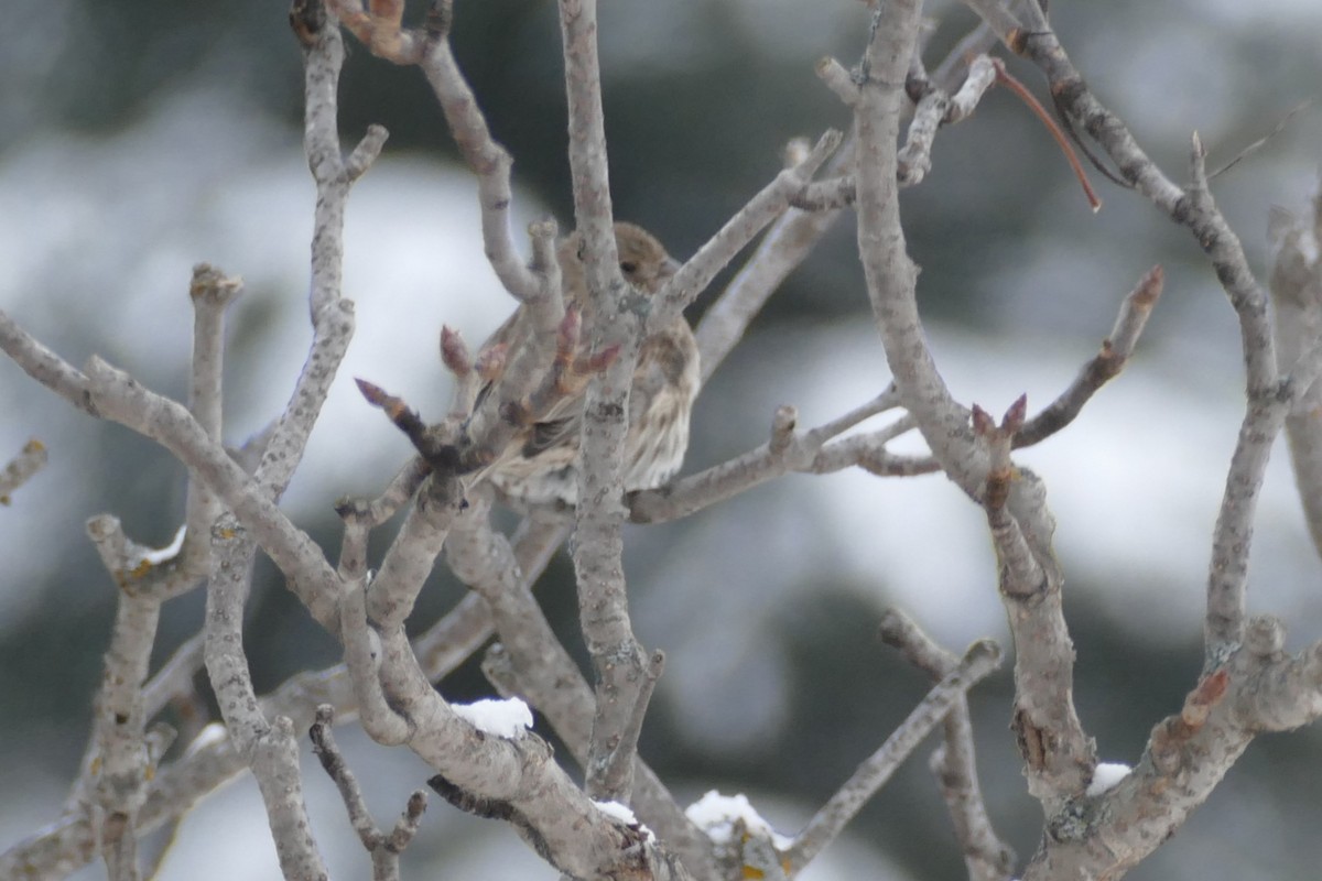 Burugorri arrunta - ML646550563